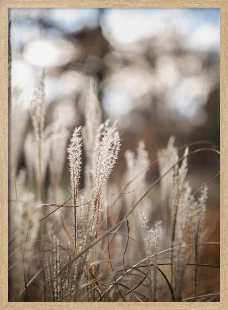 Grass 19 | Poster