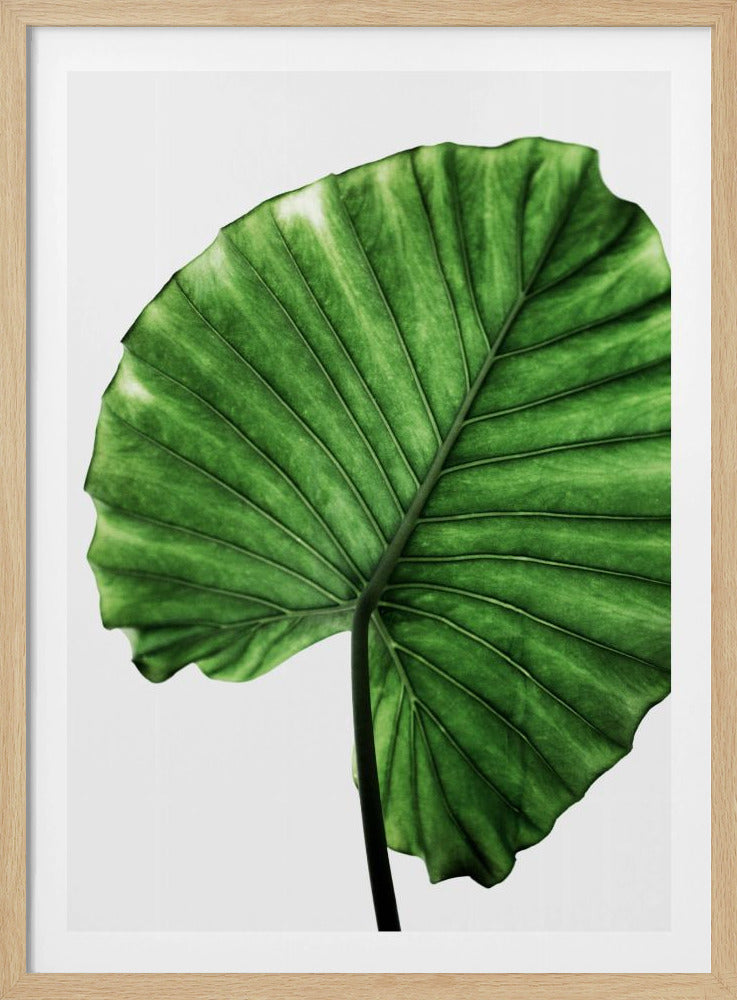 Leaves 11 | Poster