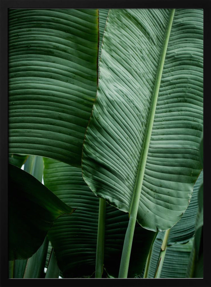 Leaves 14 | Poster