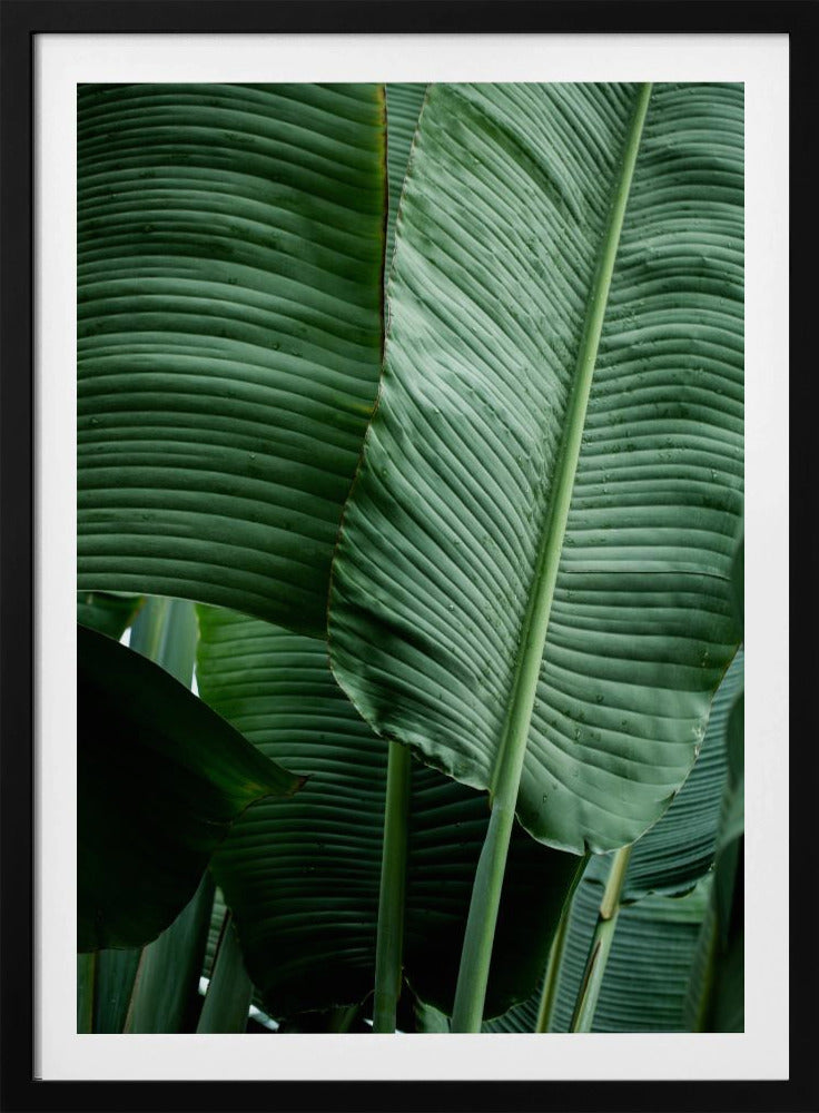 Leaves 14 | Poster