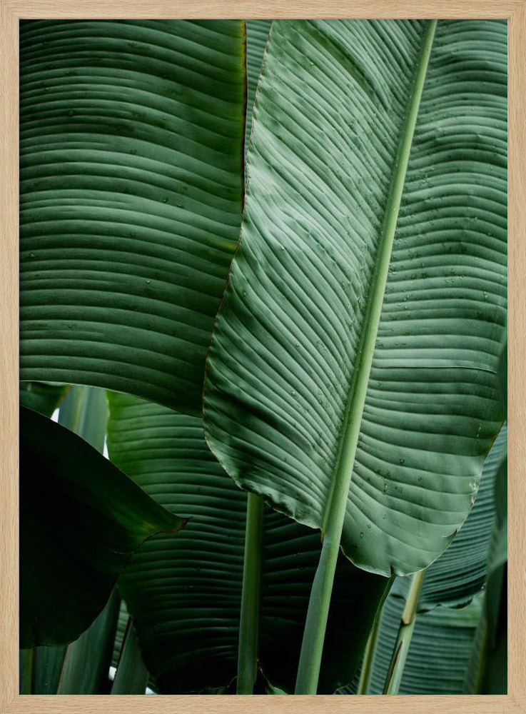 Leaves 14 | Poster