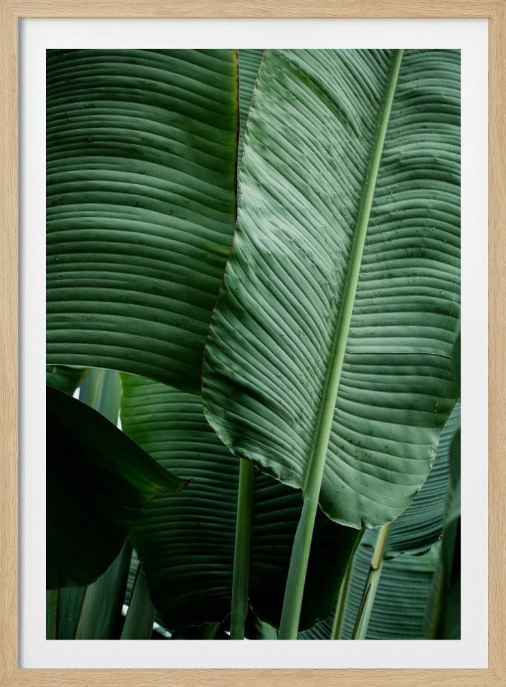 Leaves 14 | Poster