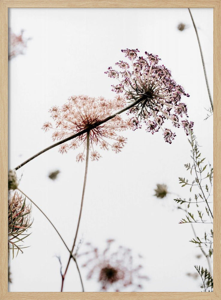 Sommerblumen | Poster