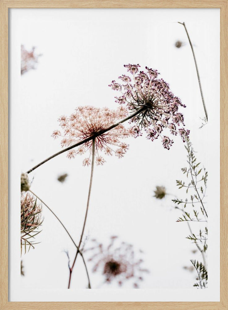 Sommerblumen | Poster