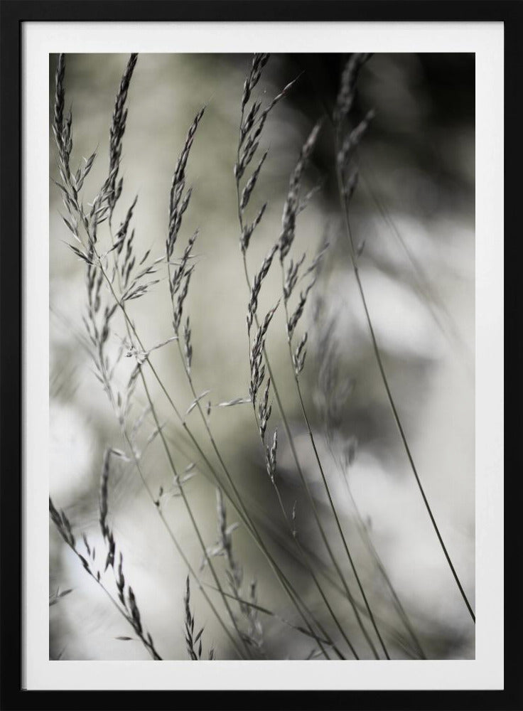Sommergras 1 | Poster