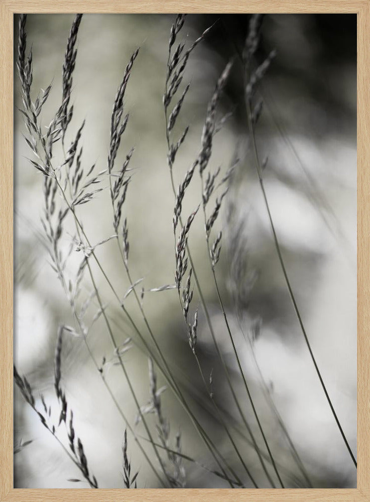 Sommergras 1 | Poster
