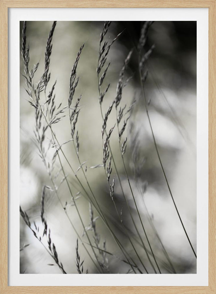 Sommergras 1 | Poster