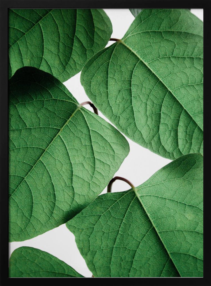 Sommerzweige | Poster