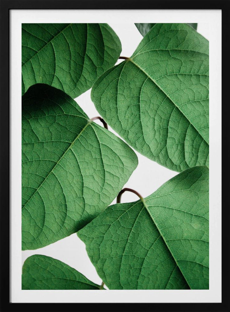 Sommerzweige | Poster
