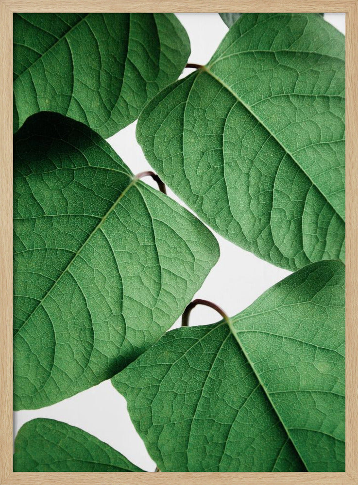 Sommerzweige | Poster
