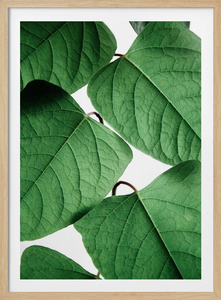 Sommerzweige | Poster