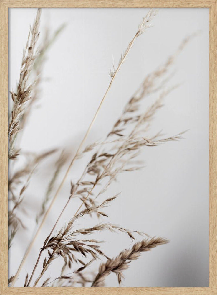 Sommergras 2 | Poster