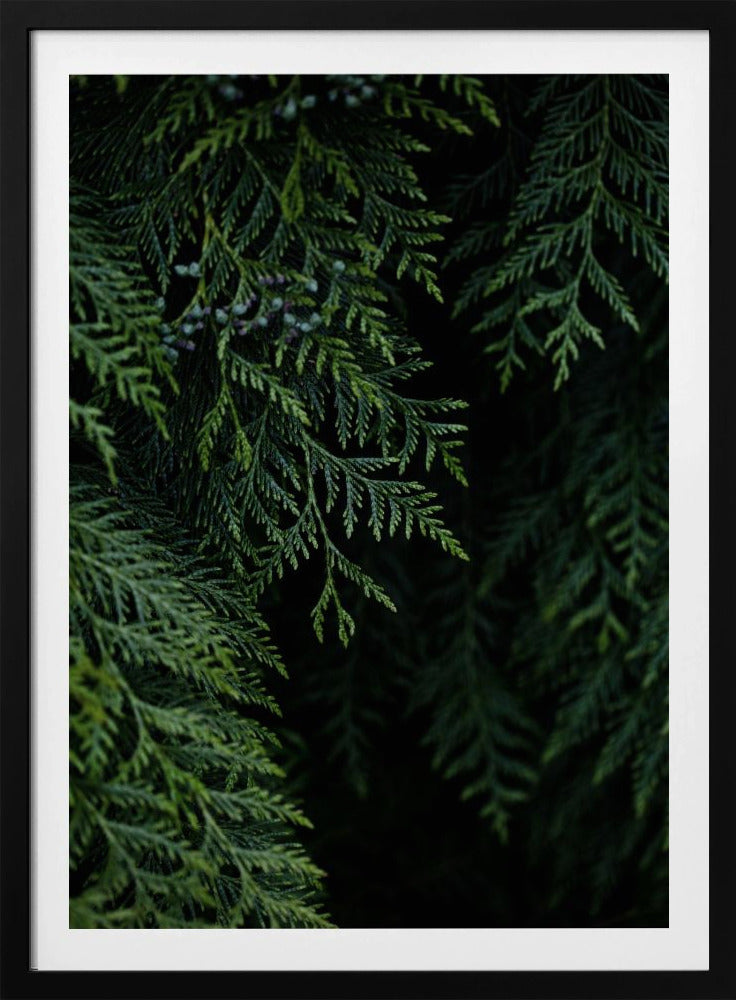 Winterzweige 3 | Poster