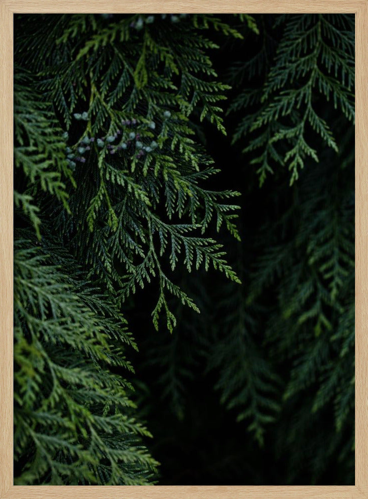 Winterzweige 3 | Poster