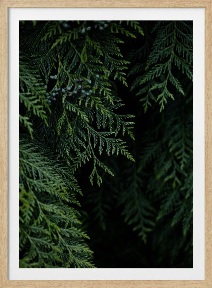 Winterzweige 3 | Poster
