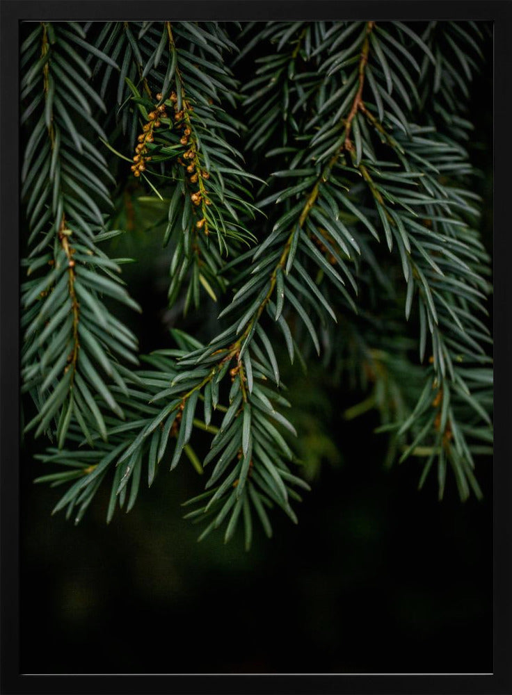 Winterzweige 7 | Poster