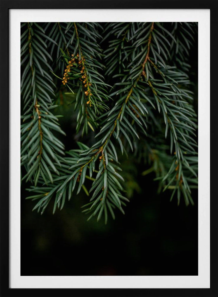 Winterzweige 7 | Poster