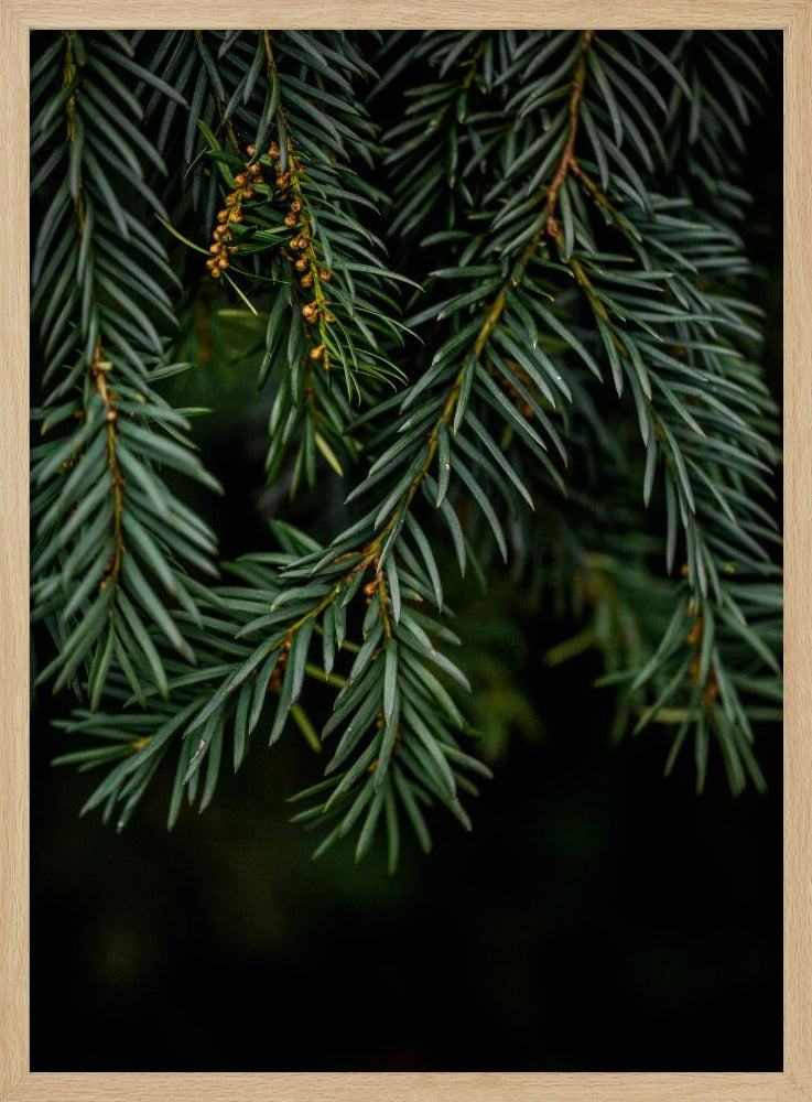 Winterzweige 7 | Poster