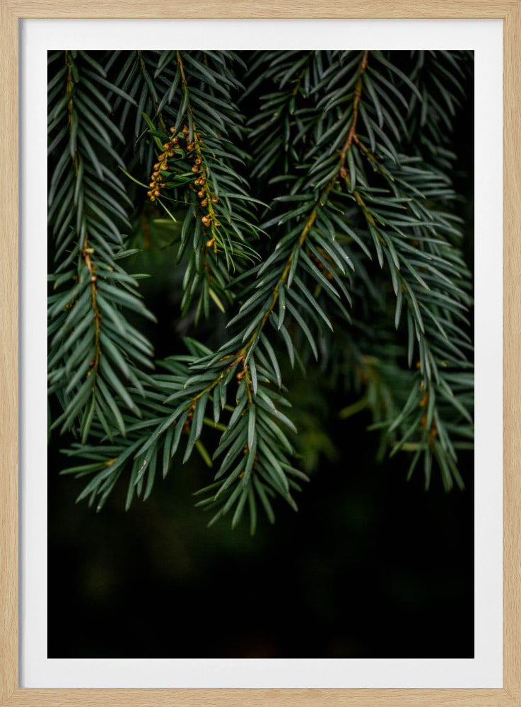 Winterzweige 7 | Poster