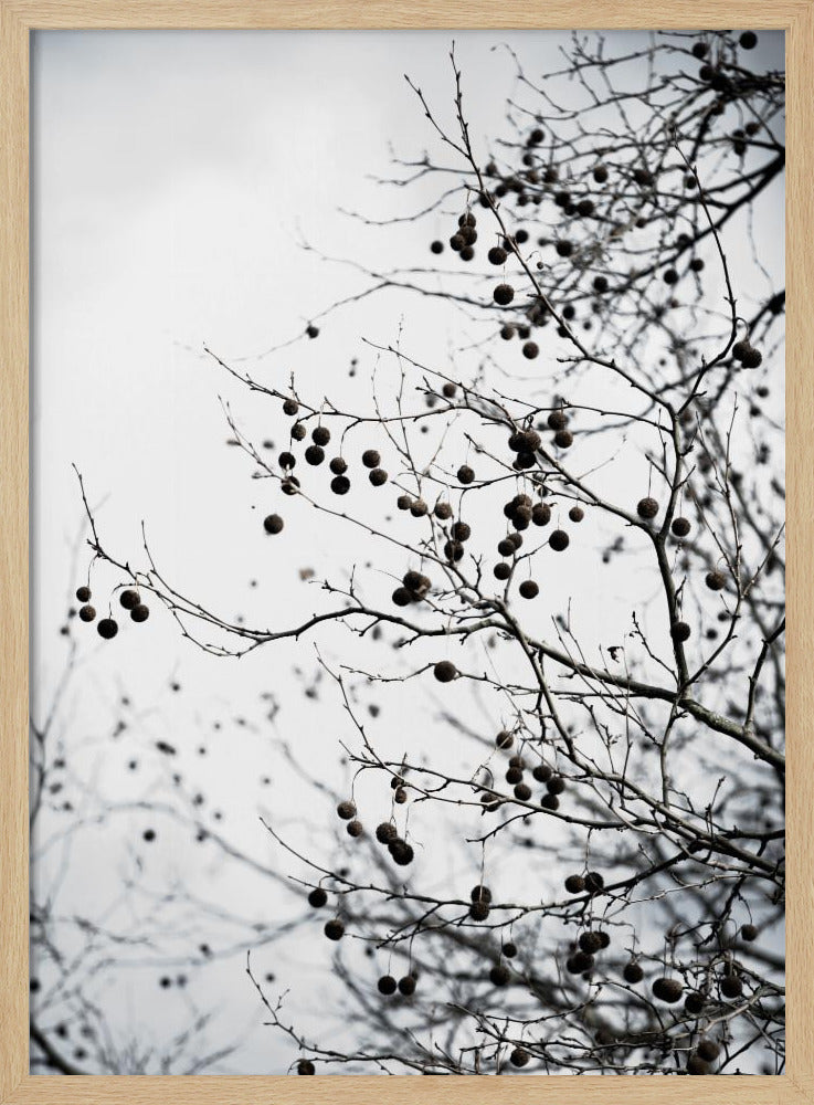 Wintersilhouetten 6 | Poster
