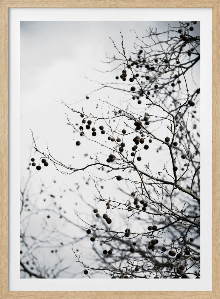 Wintersilhouetten 6 | Poster