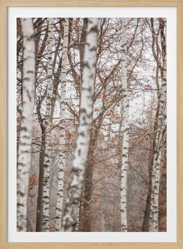 Birken 6 | Poster
