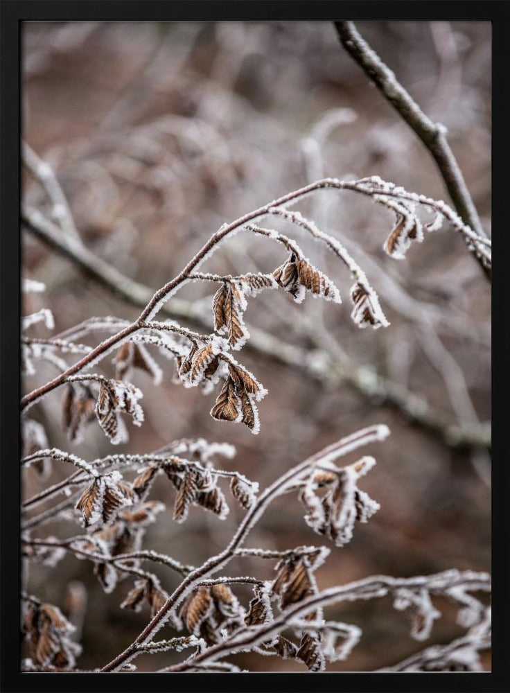 Winterzweige 18 | Poster