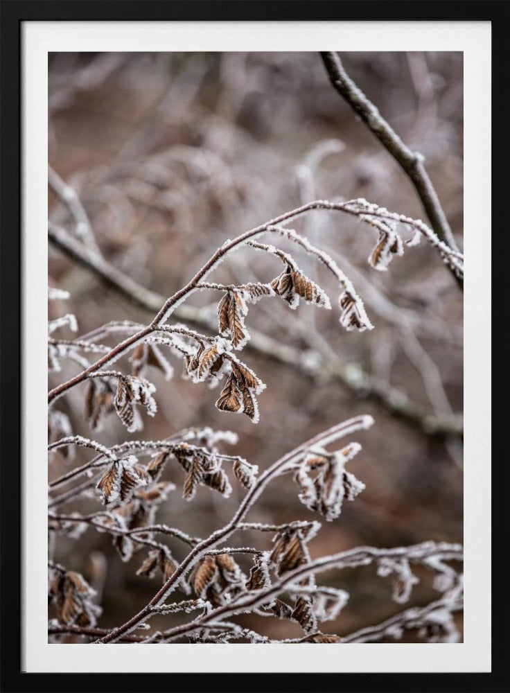 Winterzweige 18 | Poster