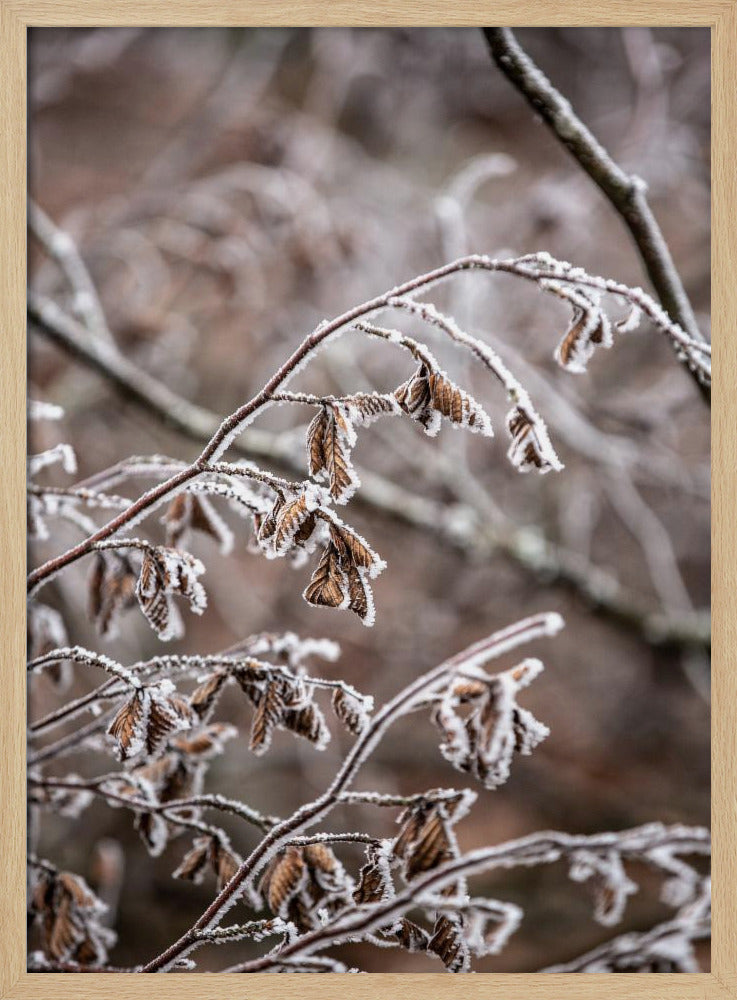 Winterzweige 18 | Poster