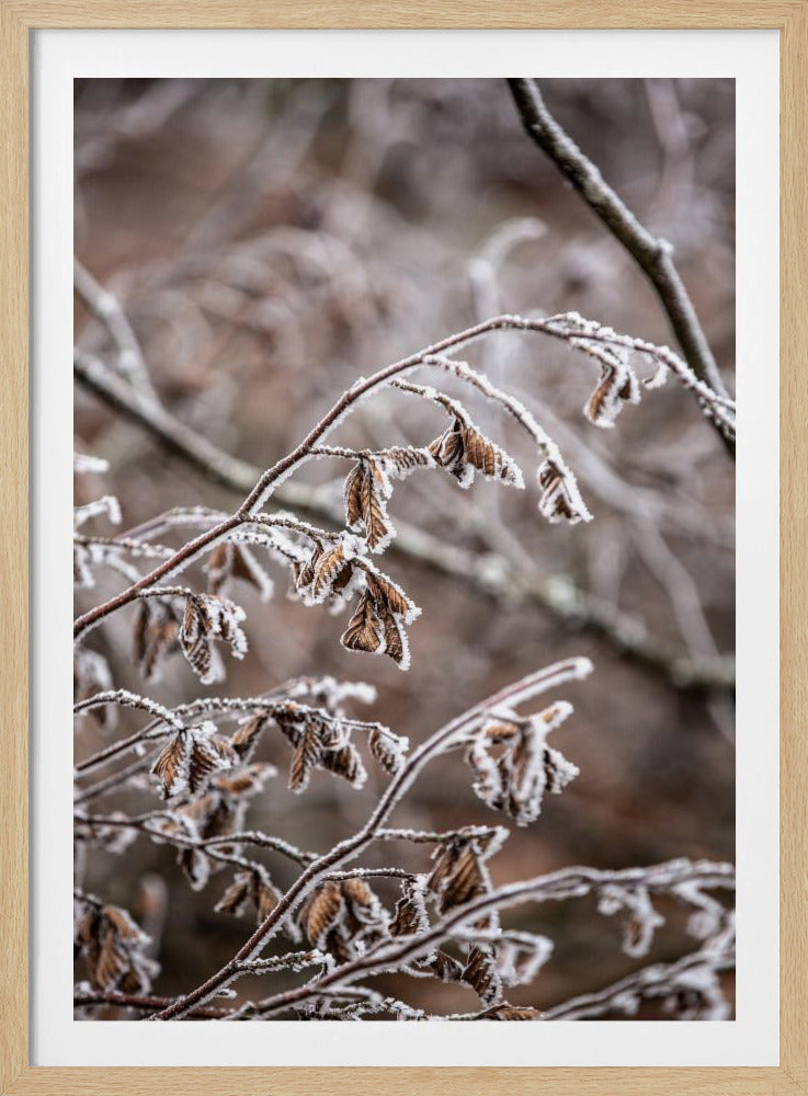 Winterzweige 18 | Poster