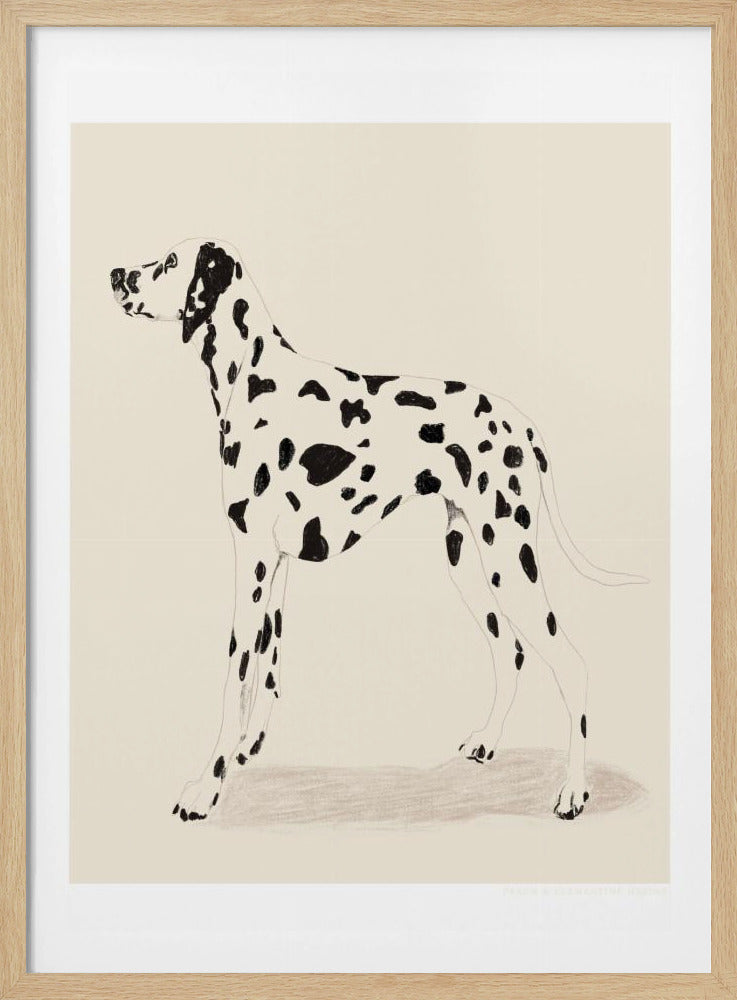 Pandc Dalmatiner | Poster