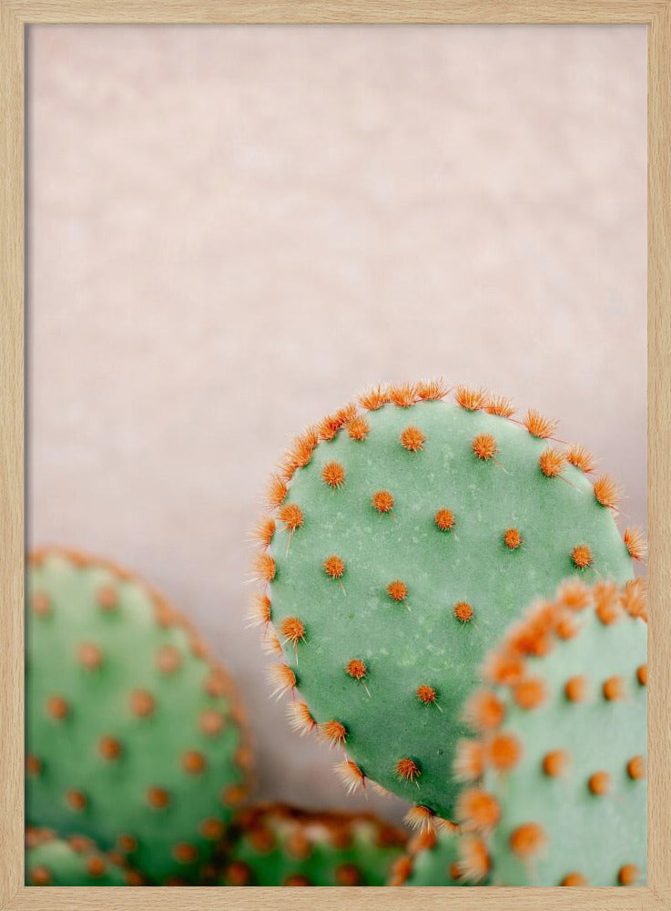 Kakteen Pastelltöne | Poster