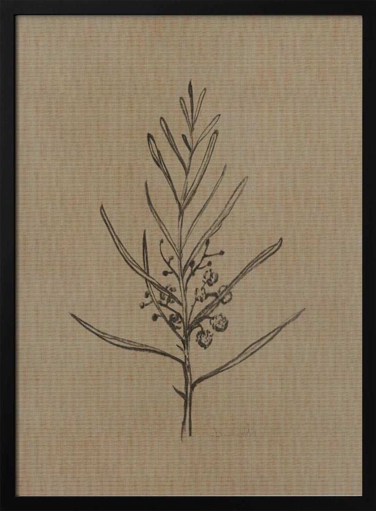 Blackwood Setzling | Poster