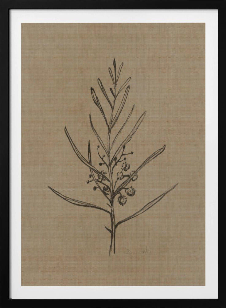 Blackwood Setzling | Poster