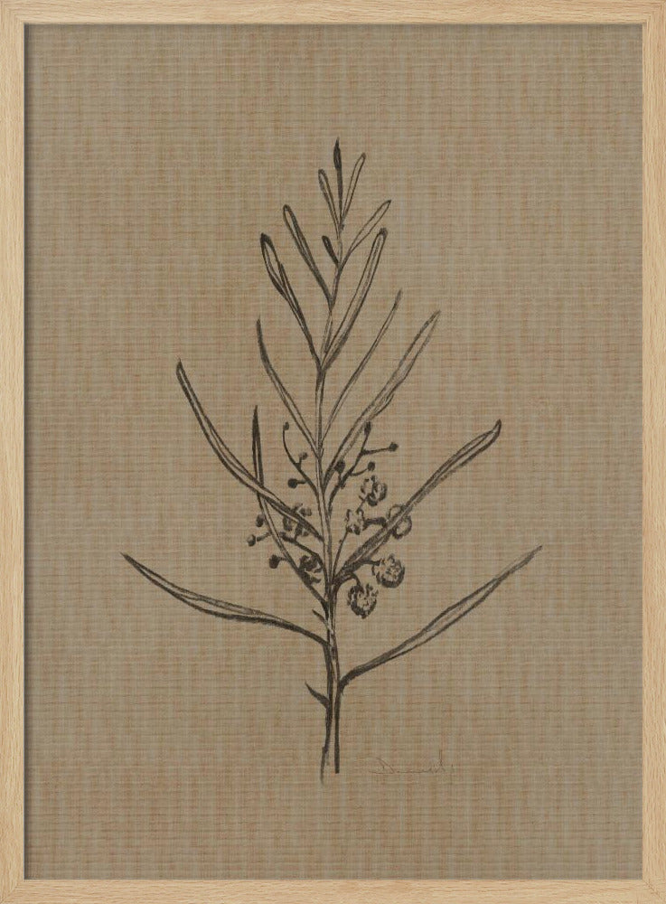 Blackwood Setzling | Poster