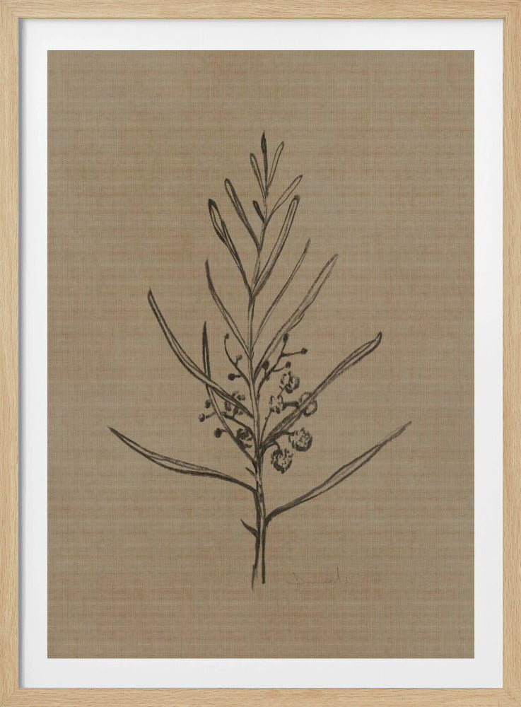 Blackwood Setzling | Poster