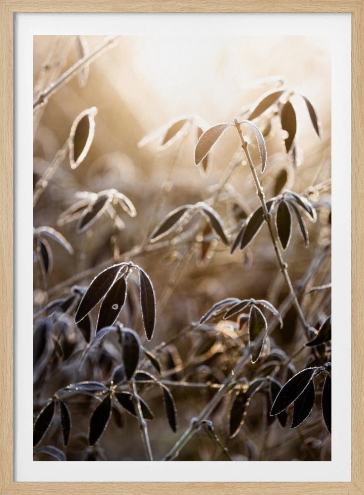 A Winter Morning 6 | Poster