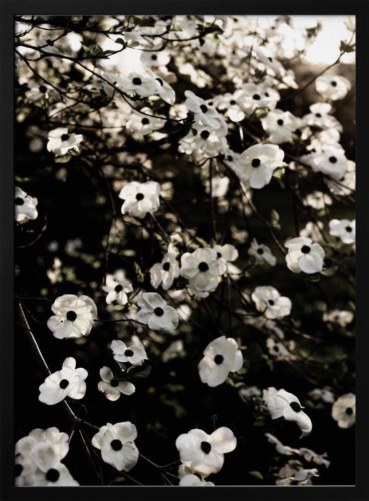 Weißer Frühlingsbaum 5 | Poster