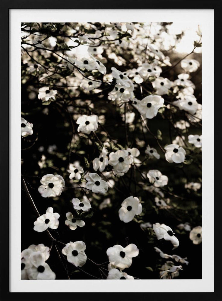 Weißer Frühlingsbaum 5 | Poster