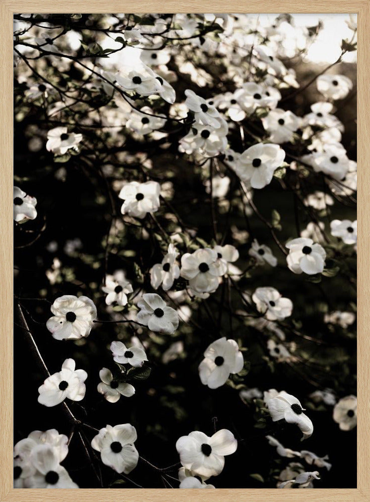 Weißer Frühlingsbaum 5 | Poster