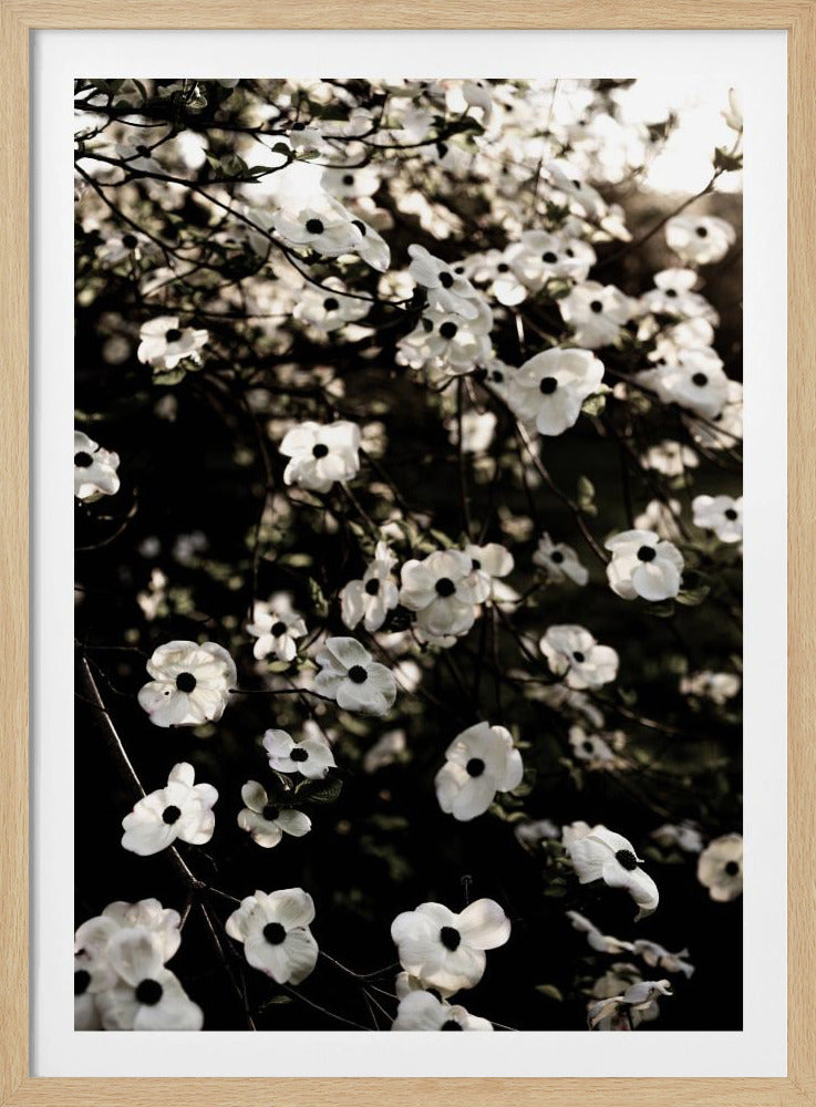 Weißer Frühlingsbaum 5 | Poster