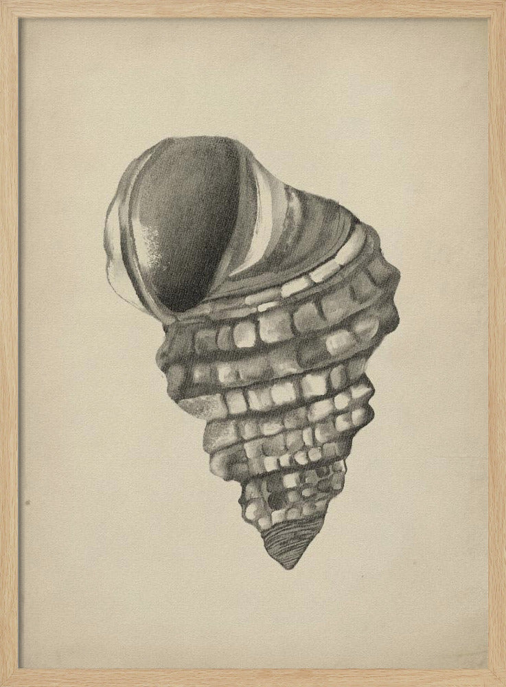 Seashells | Poster