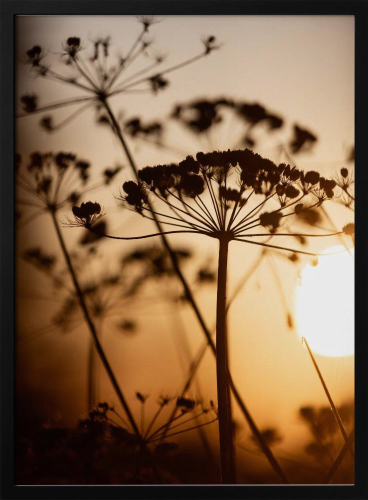 Golden Hour 1 | Poster