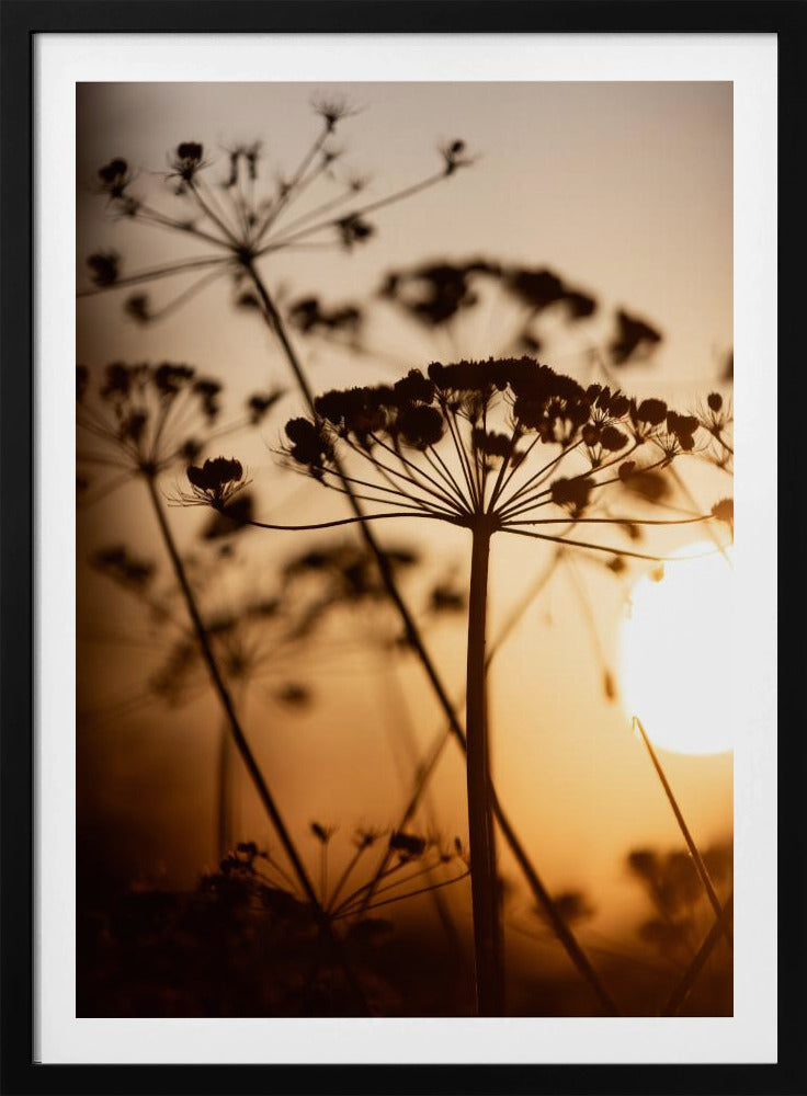 Golden Hour 1 | Poster