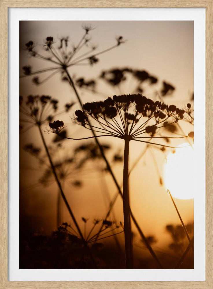 Golden Hour 1 | Poster