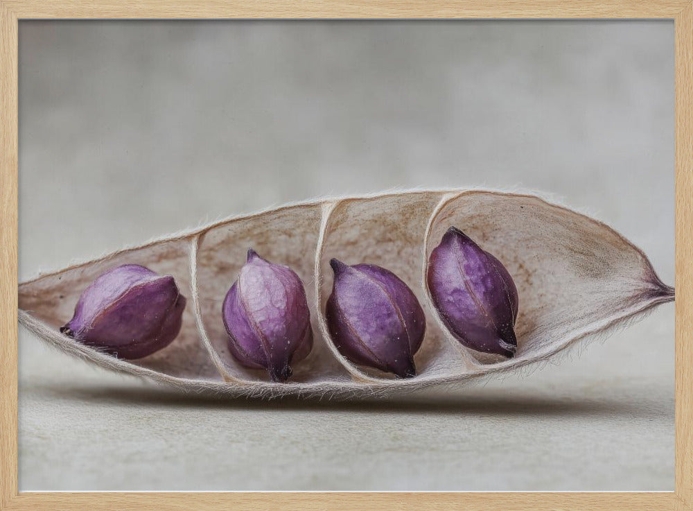 Lila Pod Harmonie | Poster