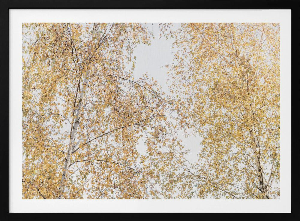 Birken | Poster