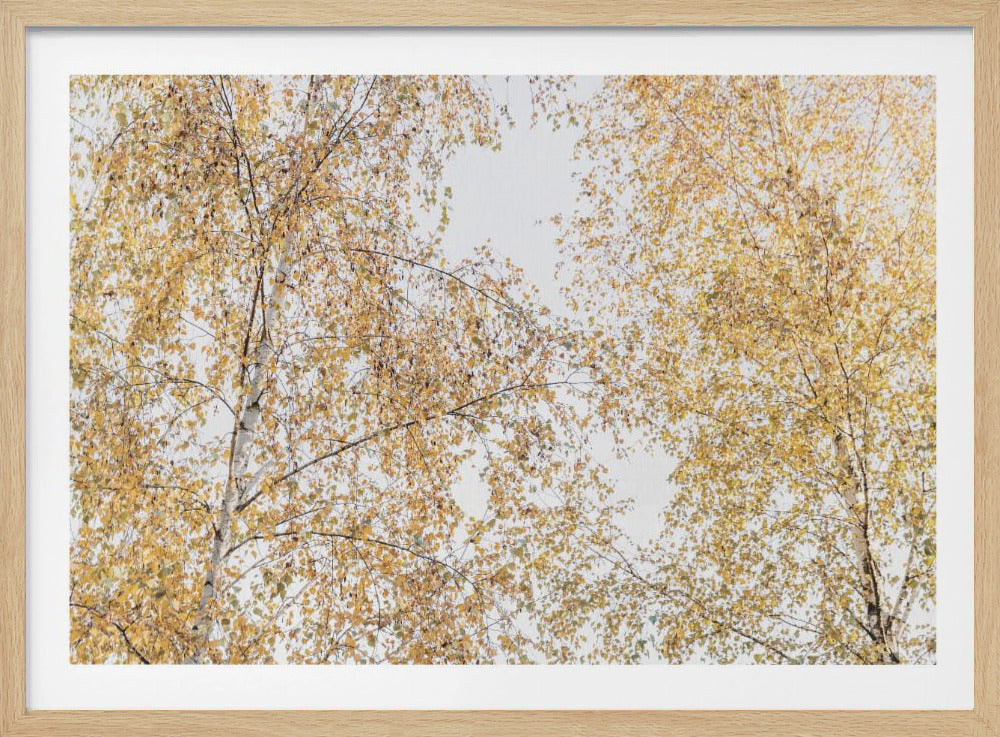 Birken | Poster