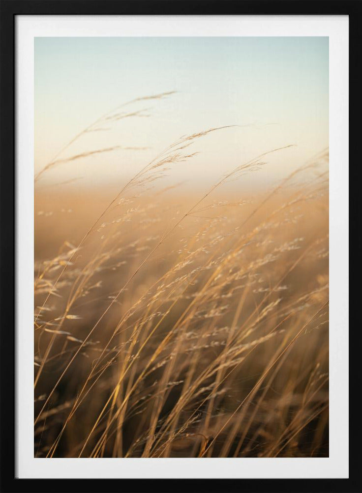 Goldenes Präriegras | Poster