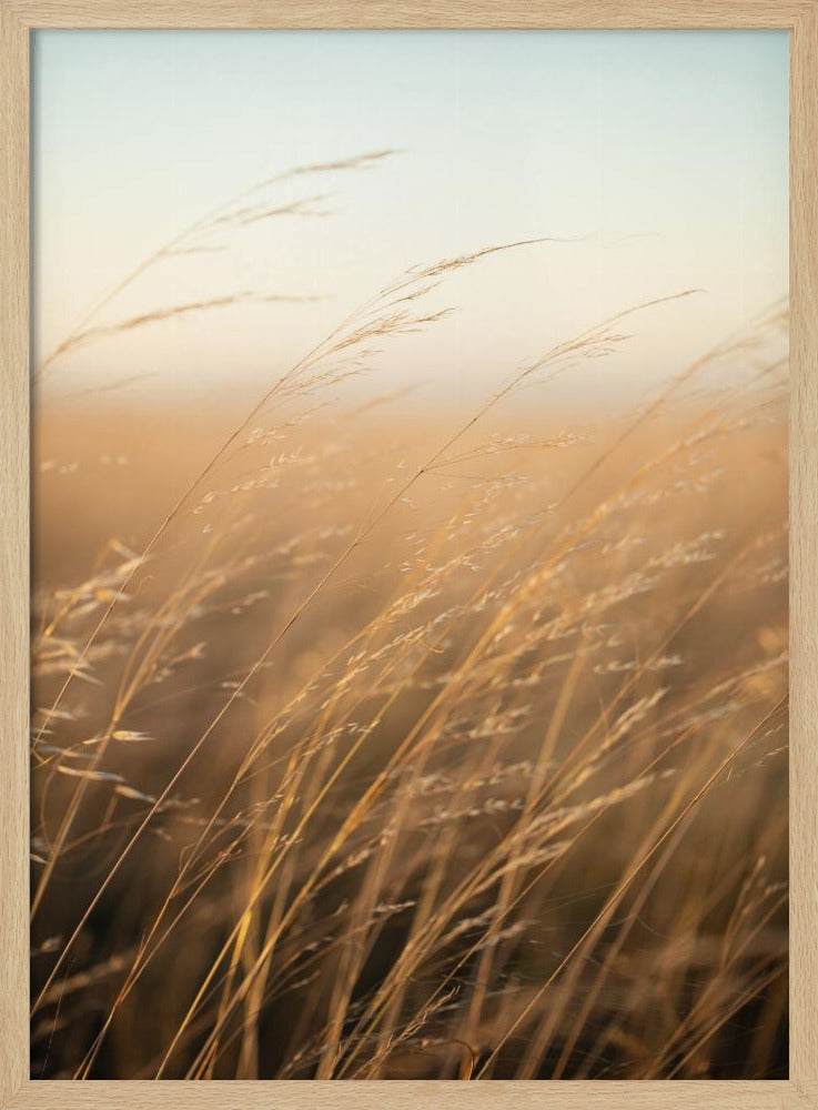 Goldenes Präriegras | Poster